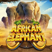 African Elephant